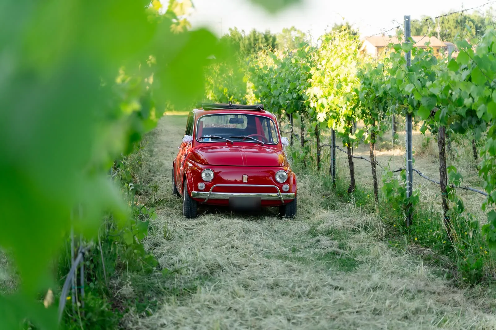 La Fiat 500 rossa in fondo a un filare di vigna, incorniciata dalle foglie sfocate in primo piano
