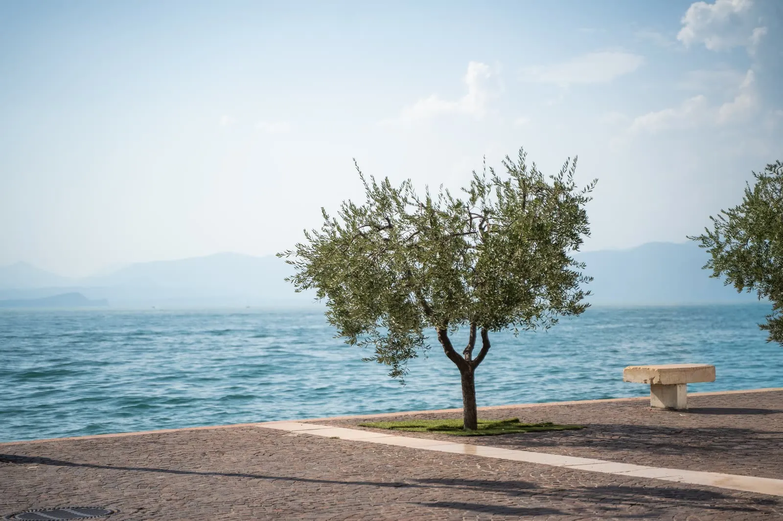 Un ulivo sul lungolago di Lazise, con il Lago di Garda e le montagne sullo sfondo